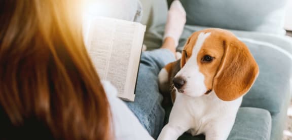 Medium sized dogs that can live in apartments online